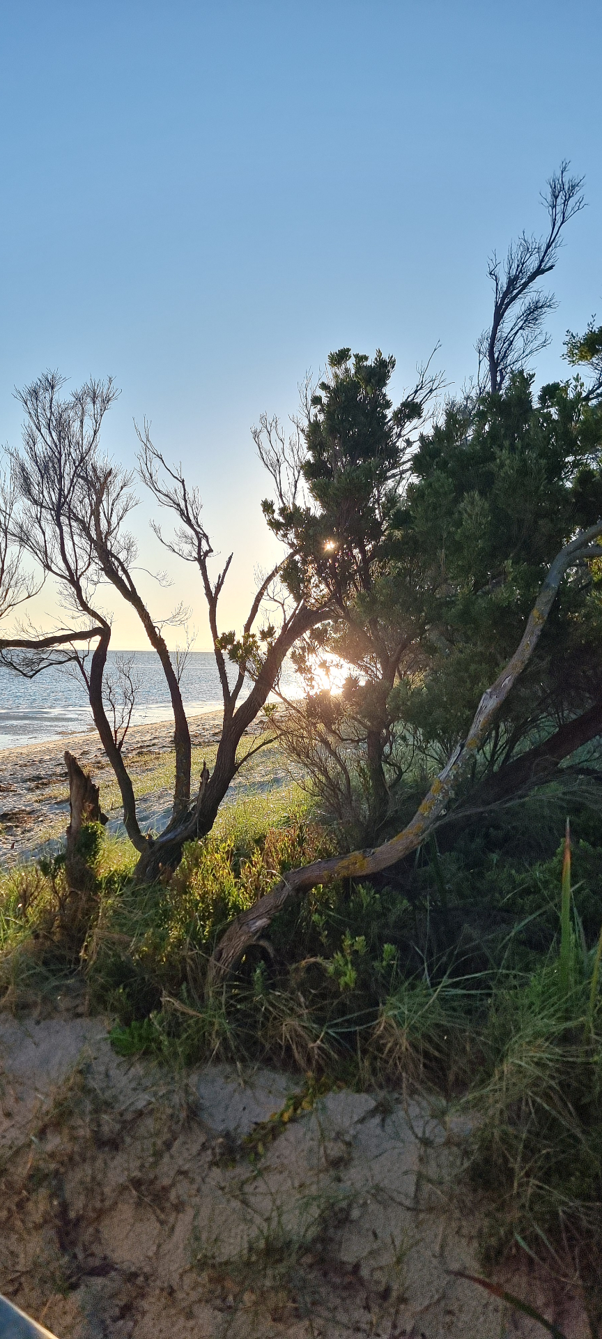 Coastal sunrise through trees: small moments of light, compounded